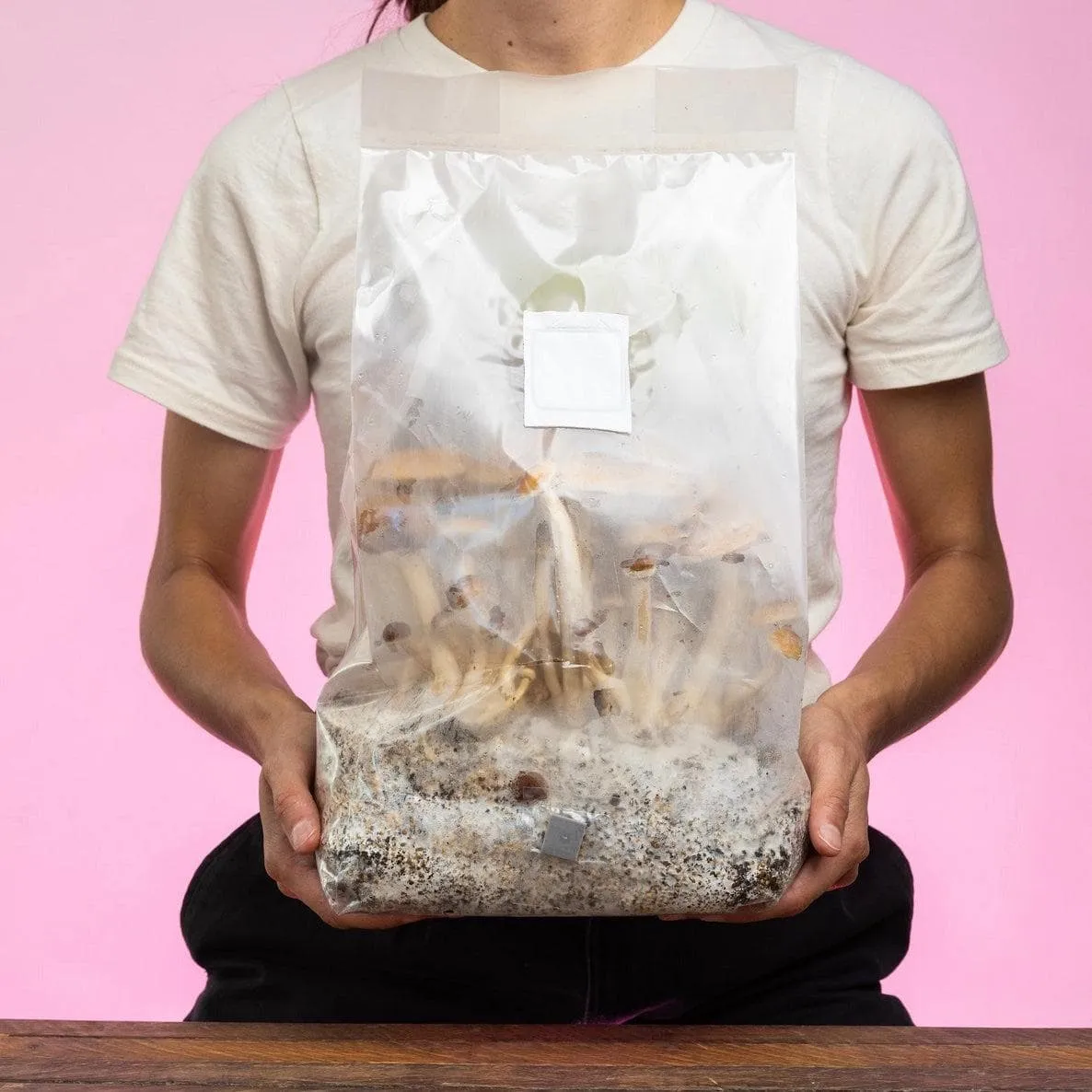 North Spore 'ShroomTek' All-In-One Mushroom Grow Bag
