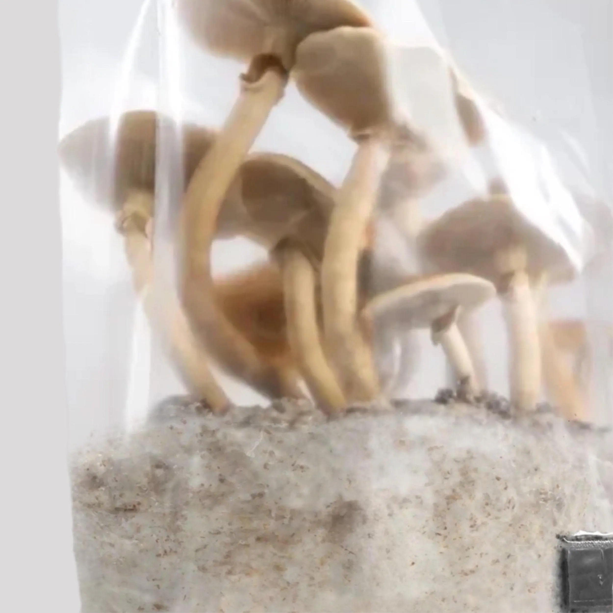 North Spore 'ShroomTek' All-In-One Mushroom Grow Bag